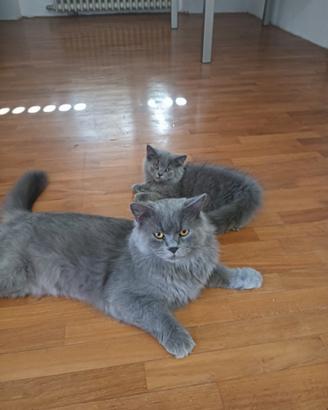 Cuccioli di British