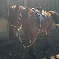 Cavallo di 4 anni