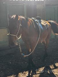Cavallo di 4 anni