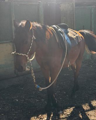 Cavallo di 5 anni