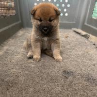 Cuccioli di Shiba Inu