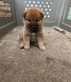 Cuccioli di Shiba Inu