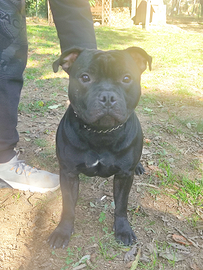 Staffordshire bull terrier