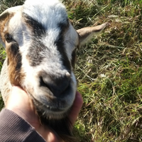 Caprette tibetane docili