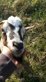 Caprette tibetane docili