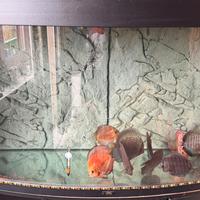 Acquario completo con discus