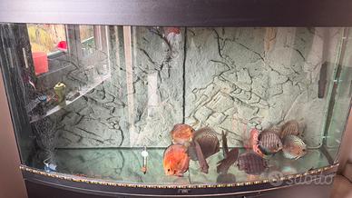 Acquario completo con discus