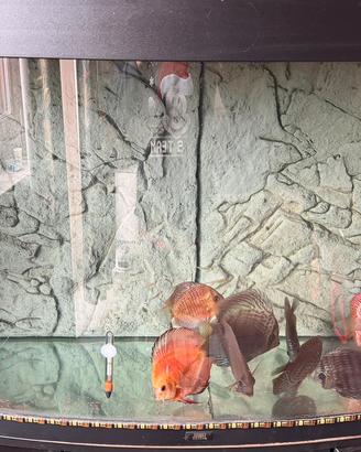 Acquario completo con discus