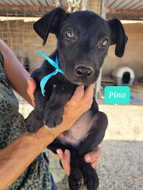 Pino, Ygor e Gina