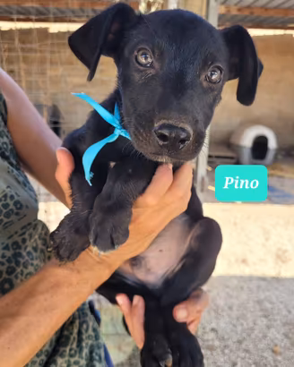 Pino, Ygor e Gina