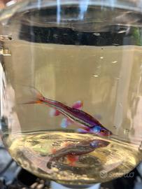 Notropis chromodus