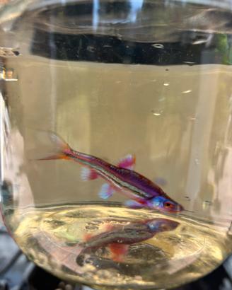 Notropis chromodus