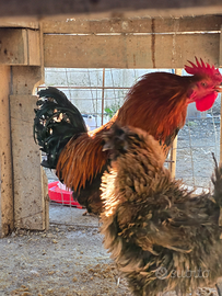 Gallo ruspante bio giovani