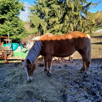 Haflinger