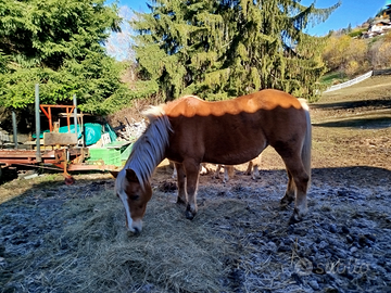 Haflinger