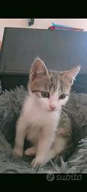 Gattino Loris