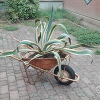 Piante  di Agave, varie soluzioni e misure