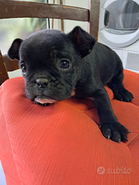 Bulldog Feancese