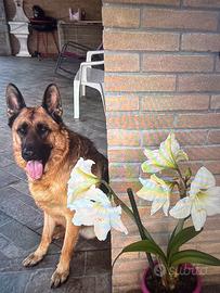 Cane pastore tedesco de 3anni estere lizzato