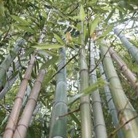 CANNE DI BAMBU' BIO , 100 % Naturali Italiane