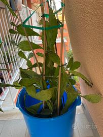 Pianta grassa