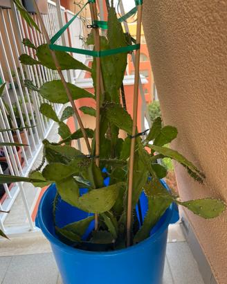 Pianta grassa