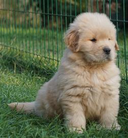 Golden retriever cuccioli figli giov camp sly
