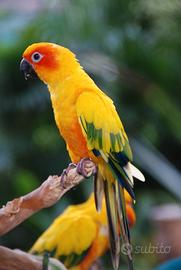 Conuro del sole allevato a mano