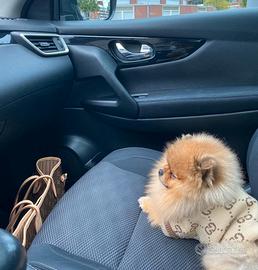 Spitz pomerania