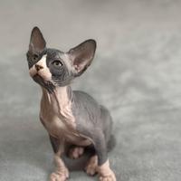 Cuccioli di Canadian Sphynx