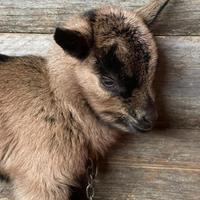 Capretti maschi e femmine