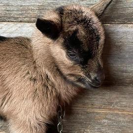 Capretti maschi e femmine