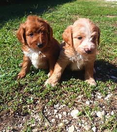 Maltipoo cuccioli maschi