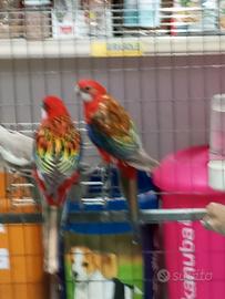 Pappagalli coppia rosella