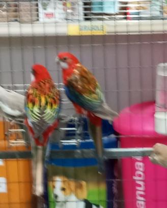 Pappagalli coppia rosella
