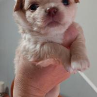 Chihuahua femminuccia