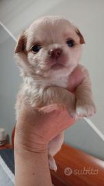 Chihuahua femminuccia