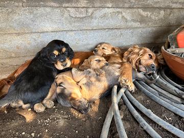 Cocker spaniel