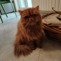 Gatta persiana per accoppiamento