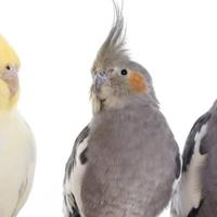 Piccoli di calopsite