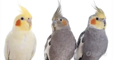 Piccoli di calopsite