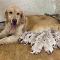 Golden Retriever Americano Delle Grandi Ombre