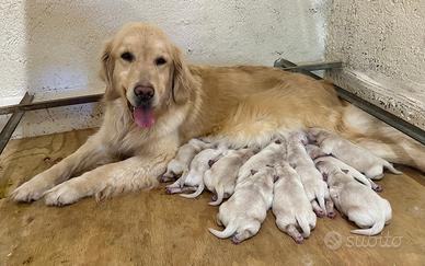 Golden Retriever Americano Delle Grandi Ombre
