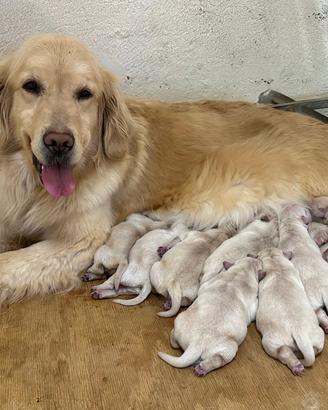 Golden Retriever Americano Delle Grandi Ombre