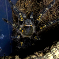Grammostola Pulchripes - Tarantola / migale