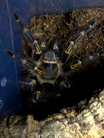 Grammostola Pulchripes - Tarantola / migale