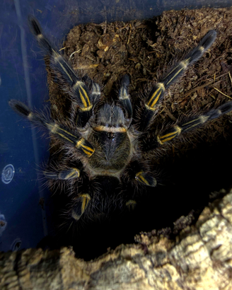 Grammostola Pulchripes - Tarantola / migale