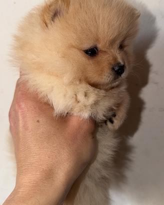 Volpino di Pomerania / Spitz tedesco nano