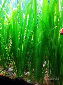 Vallisneria pianta facile acquario