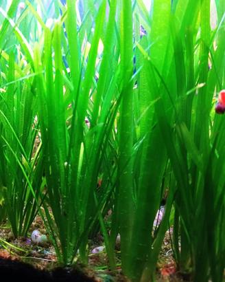 Vallisneria pianta facile acquario